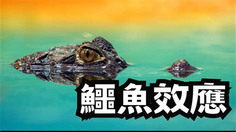 鱷魚風水|【鱷魚風水】「探秘鱷魚風水，揭開動物之玄機」